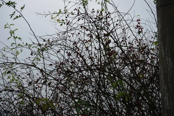 Pardais Sentam Arbusto Rosa Selvagem Com Frutos Novembro Passer Domesticus — Fotografia de Stock