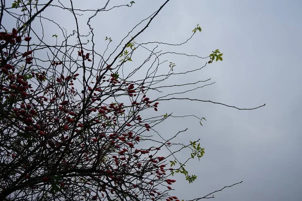 Rote Früchte Einer Wildrose Einem Strauch November Eine Rose Ist — Stockfoto