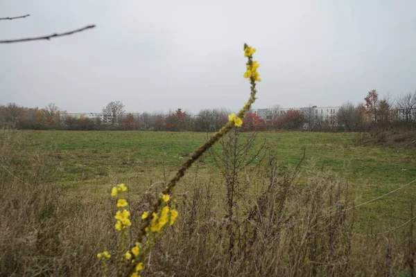 Csodálatos Verbascum Virágzik Sárga Virágok Novemberben Verbascum Virágzó Növények Nemzetsége — Stock Fotó