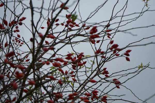 Fruits Rouges Une Rose Sauvage Sur Buisson Novembre Une Rose — Photo