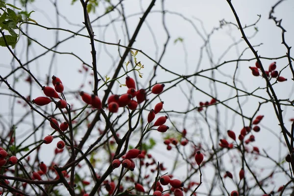 Egy Vadrózsa Vörös Gyümölcse Egy Bokron Novemberben Rózsa Rosa Nemzetséghez — Stock Fotó