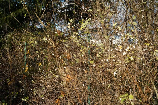 리카르 Symphoricarpos Albus 일반적 베리로 알려져 먹이는 꽃피는 식물의 일종이다 — 스톡 사진