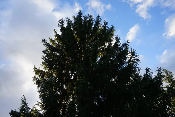 Picea Abies Mit Unebenheiten Gegen Den Himmel Picea Abies Die — Stockfoto