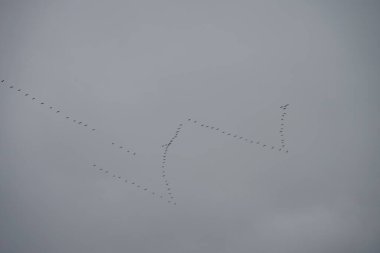 Vinçler Kasım 'da güneye uçar. Sonbaharda göçmen kuşlar. Avrasya turnası olarak da bilinen Grus grus, Gruidae familyasından bir kuş türü. Berlin, Almanya 
