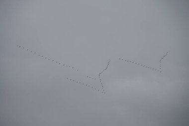 Vinçler Kasım 'da güneye uçar. Sonbaharda göçmen kuşlar. Avrasya turnası olarak da bilinen Grus grus, Gruidae familyasından bir kuş türü. Berlin, Almanya 