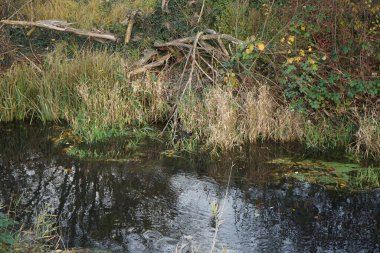 Wuhle nehrinin çalılıklarında su kuşu. Dağ tavuğu (