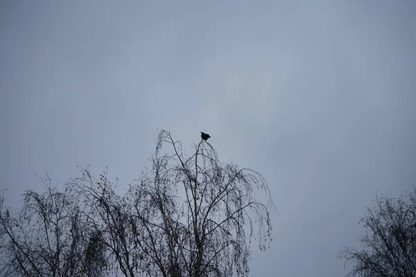 Corvus Corone Senta Uma Árvore Novembro Corvus Corone Uma Ave — Fotografia de Stock