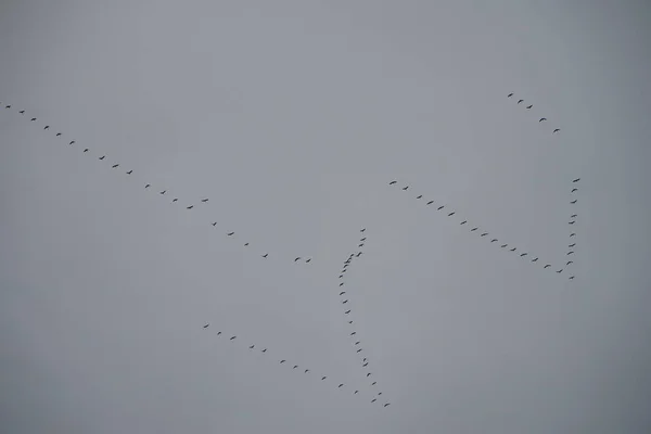 Kranen Vliegen Zuidwaarts November Trekvogels Het Najaar Gewone Kraanvogel Grus — Stockfoto