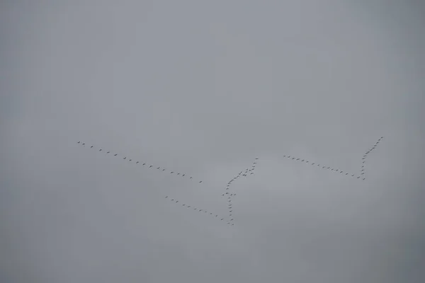 Les Grues Volent Vers Sud Novembre Oiseaux Migrateurs Automne Grue — Photo