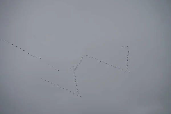 Les Grues Volent Vers Sud Novembre Oiseaux Migrateurs Automne Grue — Photo