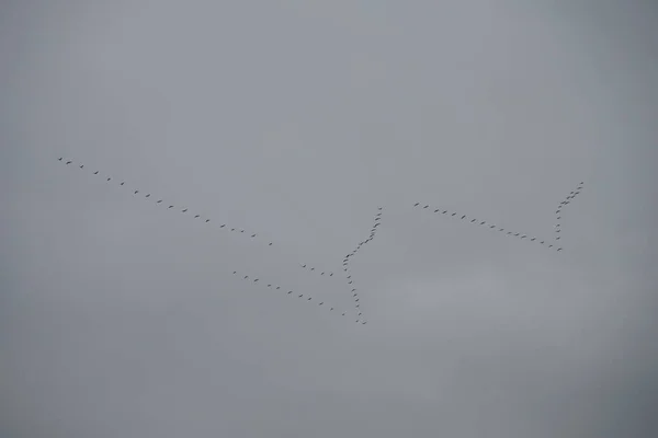 Les Grues Volent Vers Sud Novembre Oiseaux Migrateurs Automne Grue — Photo