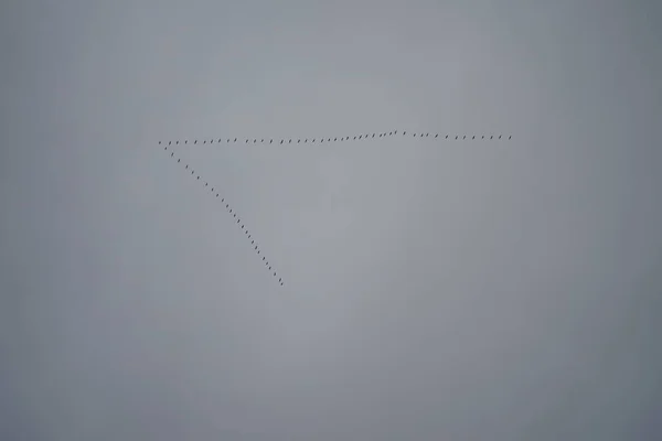 Γερανοί Πετούν Νότια Νοέμβριο Μεταναστευτικά Πουλιά Φθινόπωρο Κοινός Γερανός Grus — Φωτογραφία Αρχείου