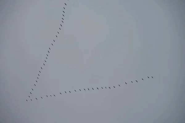 Les Grues Volent Vers Sud Novembre Oiseaux Migrateurs Automne Grue — Photo