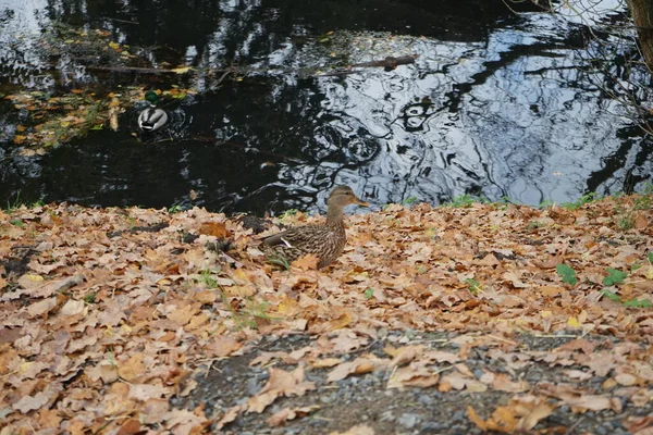 Male Female Mallard Ducks Banks Wuhle River Autumn Berlin Germany — Stock Photo, Image