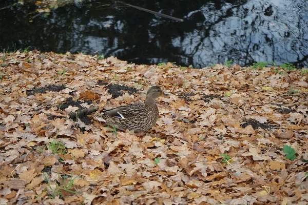 Female Mallard Duck Banks Wuhle River Autumn Berlin Germany — Stock Photo, Image