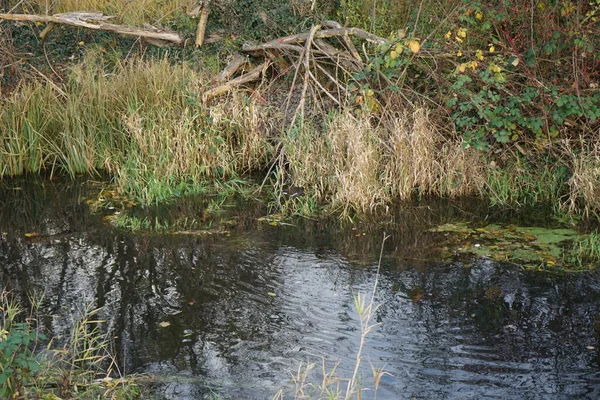 Superbe Paysage Autour Rivière Wuhle Novembre Marzahn Hellersdorf Berlin Allemagne — Photo