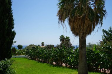 Uzun palmiye ağacı Sabal palmetto, Syn. : lahana palmiyesi, lahana palmiyesi, sabal palmiyesi, mavi palmiye palmiyesi, Carolina palmetosu ve bataklık lahanası ekilen muz ağaçlarının arka planına karşı, Musa sp., tatil alanında. Kolympia, Rodos, Yunanistan