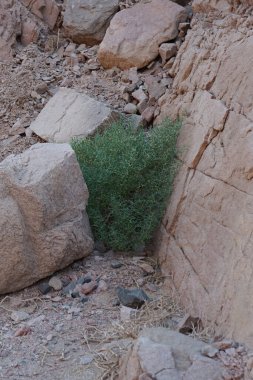 Dağlarda sarı çiçekli çamaşırhane çardakları. Launaea arborescens, Asteraceae familyasından bir bitki türü. Dahab, Güney Sina Valiliği, Mısır