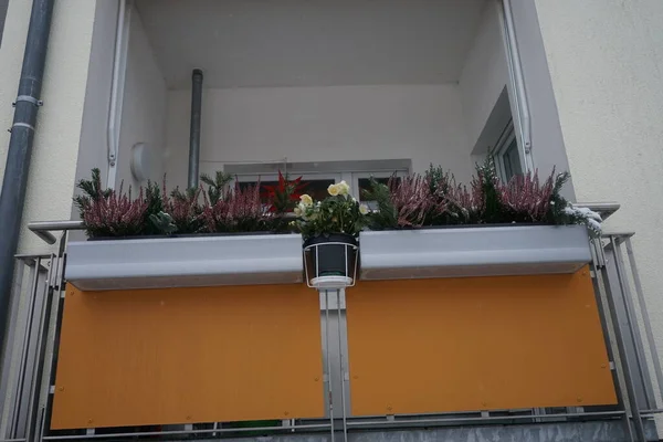 Flowers of Calluna vulgaris burgundy, Helleborus niger white, Calocephalus brownii silver and pine branches in flower boxes on a balcony under the snow in December. Berlin, Germany