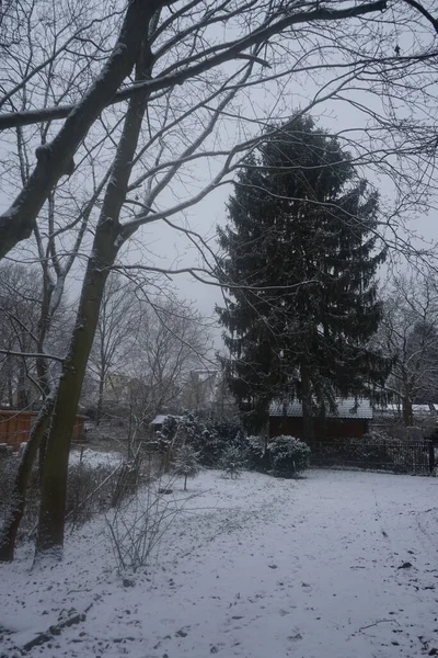 Садовые Домики Снегом Зимой Берлин Германия — стоковое фото