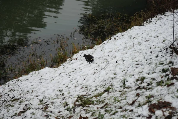 Gallinula chloropus on the snowy bank of the Wuhle River in December. The common moorhen, Gallinula chloropus, also known as the waterhen or swamp chicken, is a bird species in the rail family Rallidae. Berlin, Germany