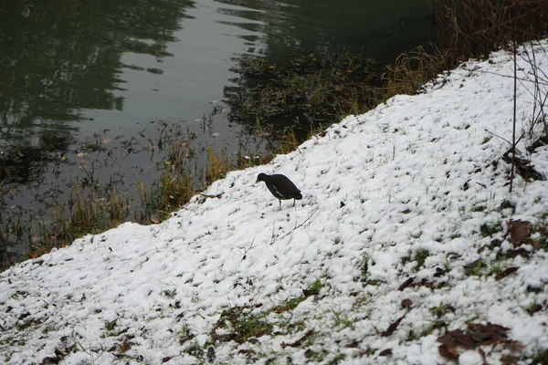 Gallinula chloropus on the snowy bank of the Wuhle River in December. The common moorhen, Gallinula chloropus, also known as the waterhen or swamp chicken, is a bird species in the rail family Rallidae. Berlin, Germany