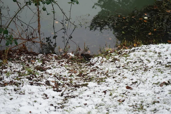 Gallinula chloropus on the snowy bank of the Wuhle River in December. The common moorhen, Gallinula chloropus, also known as the waterhen or swamp chicken, is a bird species in the rail family Rallidae. Berlin, Germany