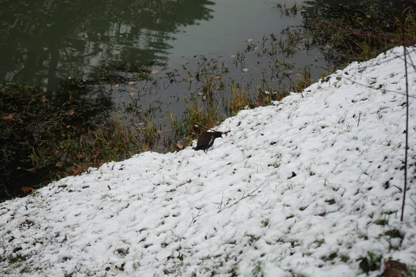 Gallinula Chloropus Snowy Bank Wuhle River December Common Moorhen Gallinula — Fotografia de Stock