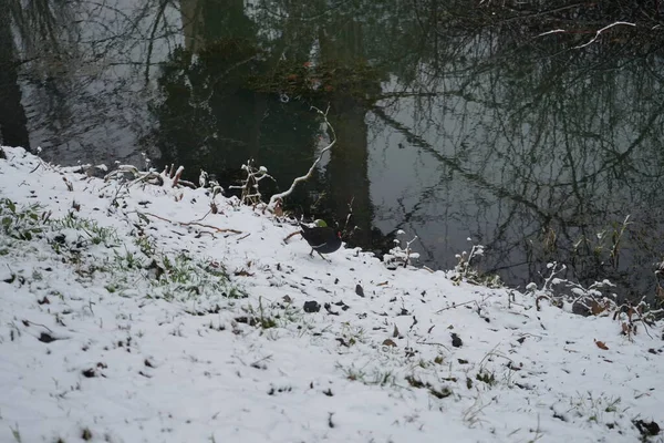 Gallinula chloropus on the snowy bank of the Wuhle River in December. The common moorhen, Gallinula chloropus, also known as the waterhen or swamp chicken, is a bird species in the rail family Rallidae. Berlin, Germany