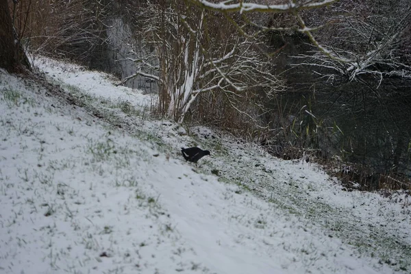 Gallinula chloropus on the snowy bank of the Wuhle River in December. The common moorhen, Gallinula chloropus, also known as the waterhen or swamp chicken, is a bird species in the rail family Rallidae. Berlin, Germany