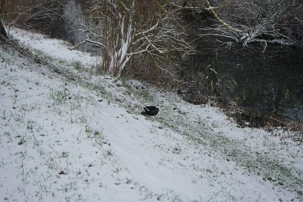 Gallinula chloropus on the snowy bank of the Wuhle River in December. The common moorhen, Gallinula chloropus, also known as the waterhen or swamp chicken, is a bird species in the rail family Rallidae. Berlin, Germany