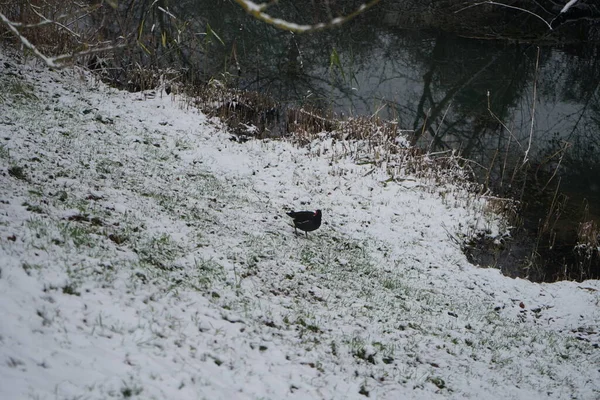 Gallinula chloropus on the snowy bank of the Wuhle River in December. The common moorhen, Gallinula chloropus, also known as the waterhen or swamp chicken, is a bird species in the rail family Rallidae. Berlin, Germany