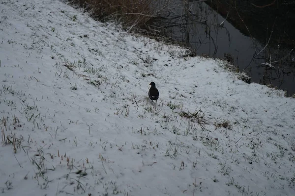 Gallinula chloropus on the snowy bank of the Wuhle River in December. The common moorhen, Gallinula chloropus, also known as the waterhen or swamp chicken, is a bird species in the rail family Rallidae. Berlin, Germany