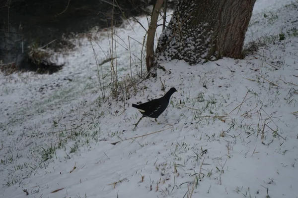 Gallinula chloropus on the snowy bank of the Wuhle River in December. The common moorhen, Gallinula chloropus, also known as the waterhen or swamp chicken, is a bird species in the rail family Rallidae. Berlin, Germany