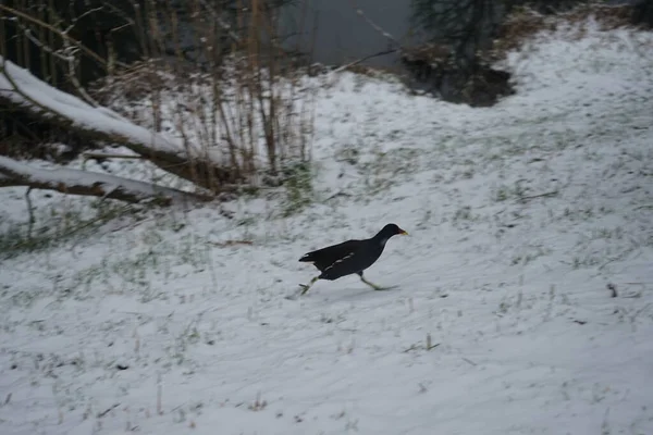 Gallinula chloropus on the snowy bank of the Wuhle River in December. The common moorhen, Gallinula chloropus, also known as the waterhen or swamp chicken, is a bird species in the rail family Rallidae. Berlin, Germany