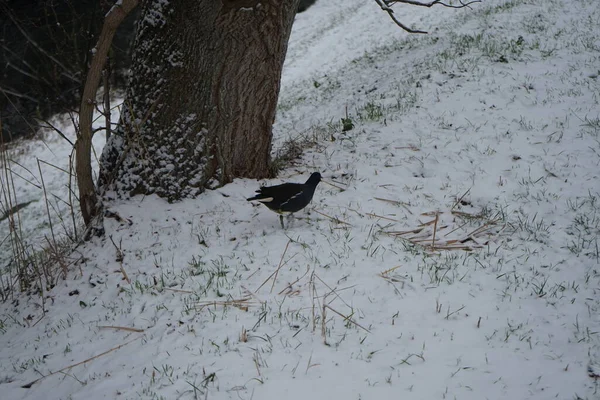 Gallinula Chloropus Snowy Bank Wuhle River December Common Moorhen Gallinula — Fotografia de Stock