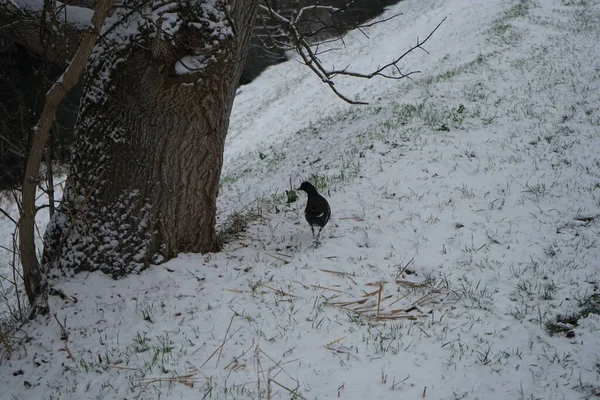 Gallinula chloropus on the snowy bank of the Wuhle River in December. The common moorhen, Gallinula chloropus, also known as the waterhen or swamp chicken, is a bird species in the rail family Rallidae. Berlin, Germany