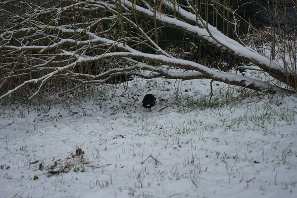 Gallinula chloropus on the snowy bank of the Wuhle River in December. The common moorhen, Gallinula chloropus, also known as the waterhen or swamp chicken, is a bird species in the rail family Rallidae. Berlin, Germany