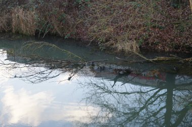 Su kuşu Fulica atra ve Gallinula kloropusu kışın Wuhle Nehri 'nde. Berlin, Almanya