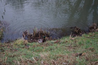 Aralık ayında Wuhle Nehri kıyısında Mallard Ördekleri ve Gallinula kloropusu çifti. Berlin, Almanya 