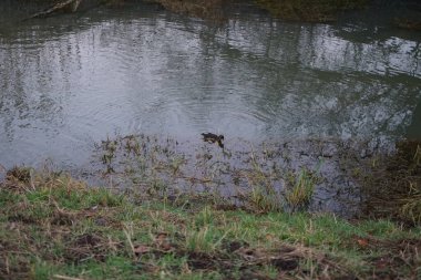 Aralık ayında Wuhle Nehri 'nin suyundaki Gallinula kloropusu. Dağ tavuğu (