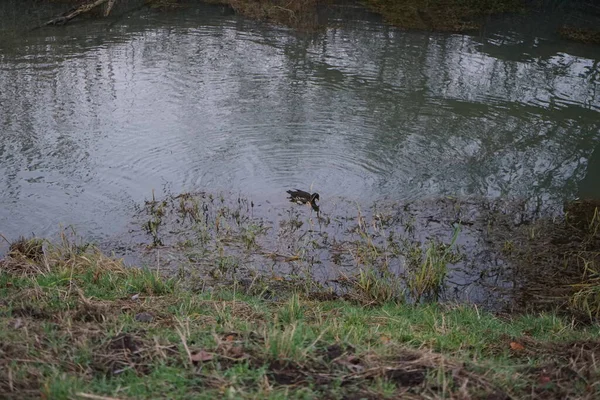 Aralık ayında Wuhle Nehri 'nin suyundaki Gallinula kloropusu. Dağ tavuğu (