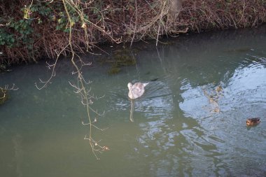 Wuhle Nehri 'ndeki sıcak iklimlere uçmayan genç bir kuğu. Etrafı yaban ördekleriyle çevrili. Berlin, Almanya