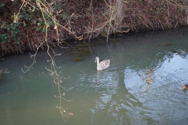 Wuhle Nehri 'ndeki sıcak iklimlere uçmayan genç bir kuğu. Etrafı yaban ördekleriyle çevrili. Berlin, Almanya