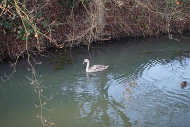 Wuhle Nehri 'ndeki sıcak iklimlere uçmayan genç bir kuğu. Etrafı yaban ördekleriyle çevrili. Berlin, Almanya