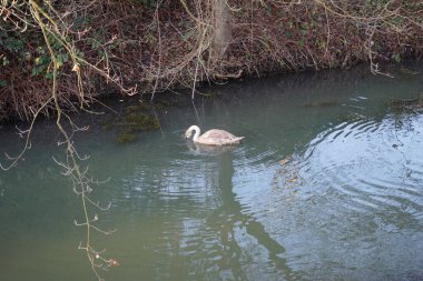 Wuhle Nehri 'ndeki sıcak iklimlere uçmayan genç bir kuğu. Berlin, Almanya 