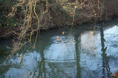 Wuhle Nehri 'ndeki sıcak iklimlere uçmayan genç bir kuğu. Berlin, Almanya 