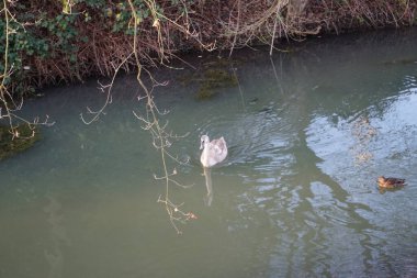 Wuhle Nehri 'ndeki sıcak iklimlere uçmayan genç bir kuğu. Etrafı yaban ördekleriyle çevrili. Berlin, Almanya