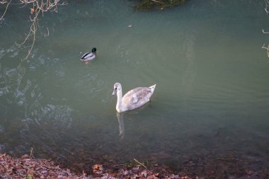 Wuhle Nehri 'ndeki sıcak iklimlere uçmayan genç bir kuğu. Etrafı yaban ördekleriyle çevrili. Berlin, Almanya