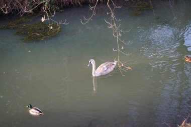 Wuhle Nehri 'ndeki sıcak iklimlere uçmayan genç bir kuğu. Etrafı yaban ördekleriyle çevrili. Berlin, Almanya